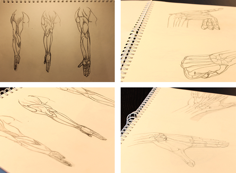 Traditional Art - Human Anatomy Pencil